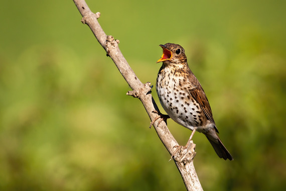 Song thrush singing on a branch