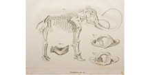 drawing of a mammoth's skeleton