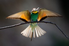 Bee eater bird eating a dragonfly