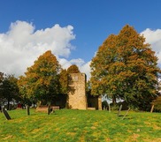 Autumn trees