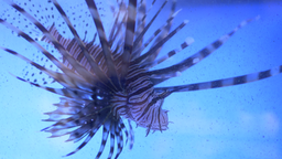 Lion fish