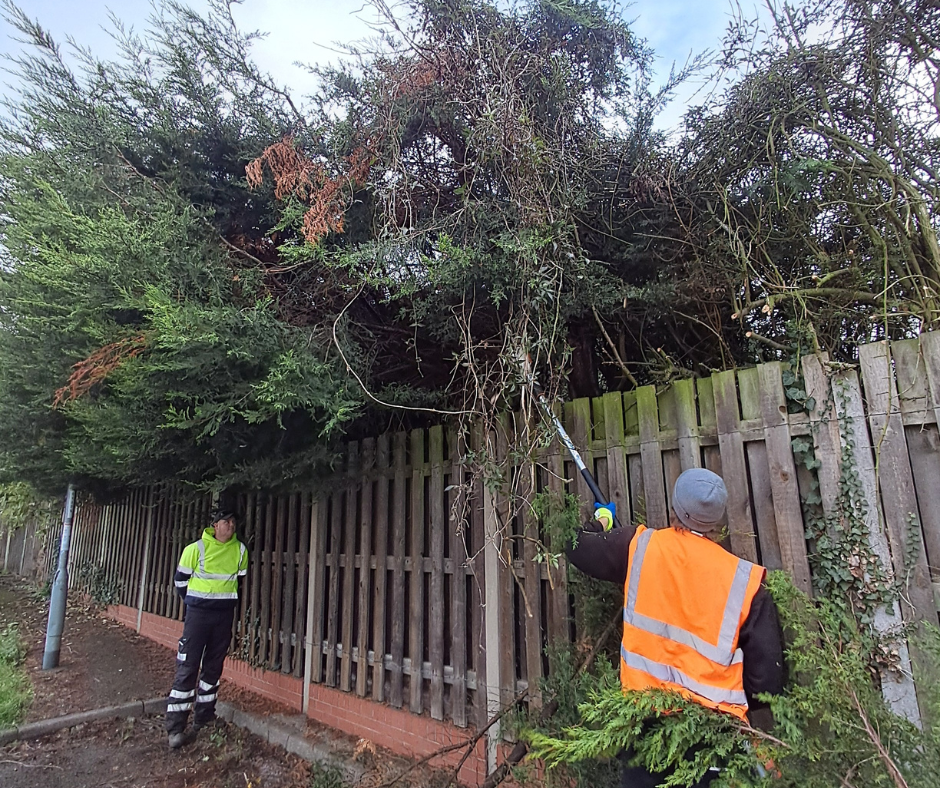 Men trimming trees