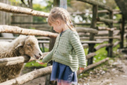 Girl hand feeding a sheep