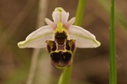 Bee orchid