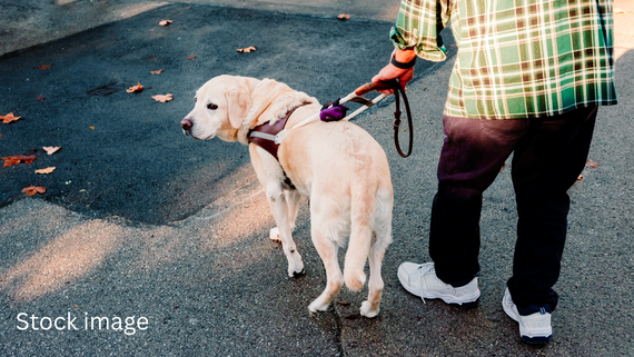 Guide dog leading blind man