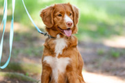 Dog on a lead