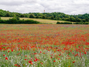 Poppy field
