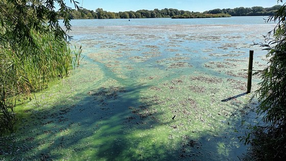 Green Algae