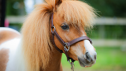 Ponies