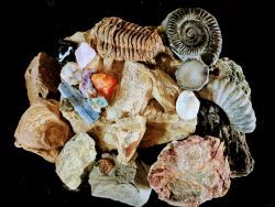 Collection of fossils