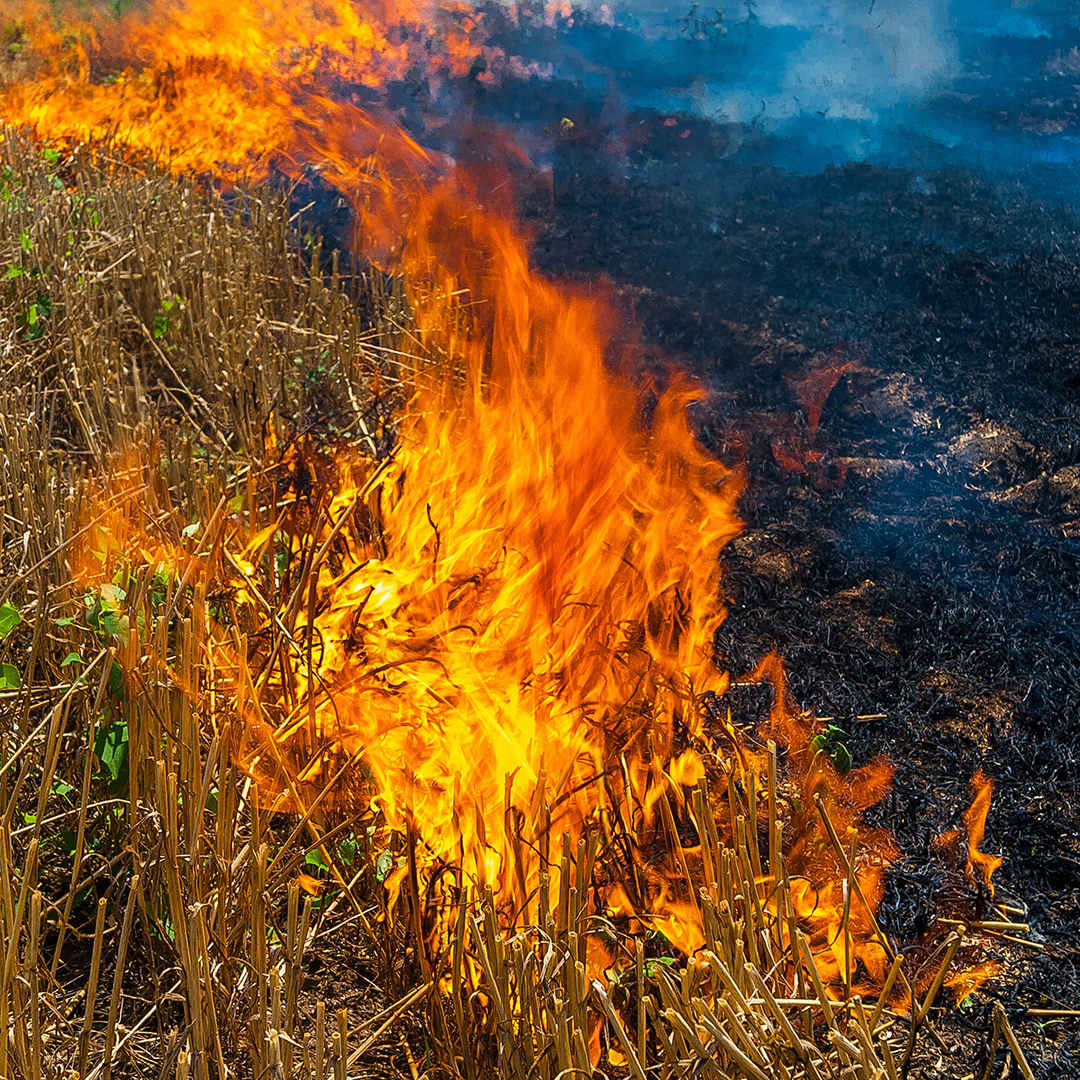 Field fires without logo