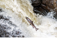 Atlantic salmon leaping up a waterfall in Scotland