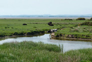 Cattle grazing saltmarshes, Solway Firth, Cumbria, 2021. The fen-edge may have resembled this view in prehistory. Credit: David Osborne