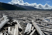 Ruined trees at Mount St Helens