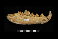 Fossil jaw of Canis lupus (Linnaeus, 1758) collected from Ilford, Essex and donated by Dr Richard Payne Cotton in 1878