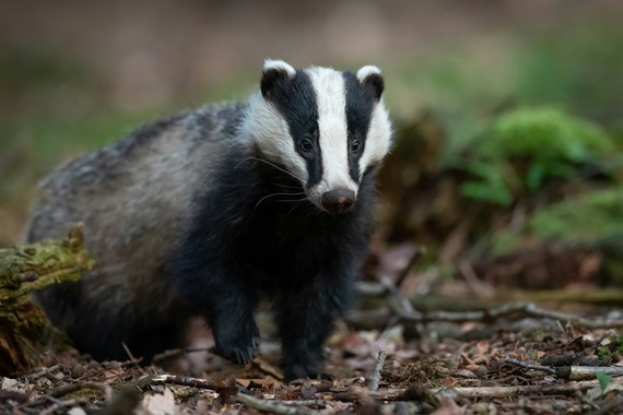 A badger pauses with one foot up, looking towards the camera. It is in woodlands.