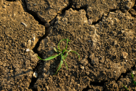 A plant grows up through parched soil.