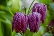A purple snake's head fritillary, with out of focus leaves in the background. 