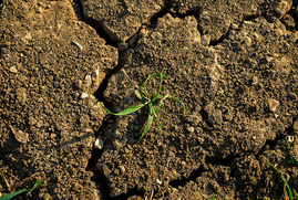 A drought in Chrishall, UK, © Tom Rogers, Unsplash.