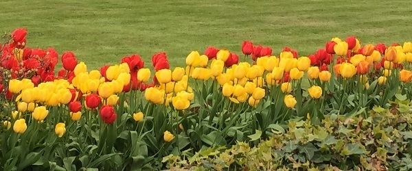 Tulip garden