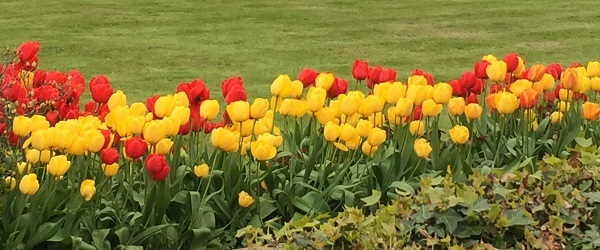 Tulip garden