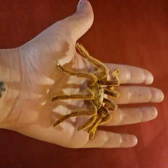 Spider on hand (red background)