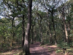 Northcliffe Woods autumn 2021