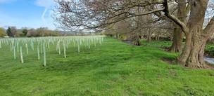 Silsden land with new trees planted