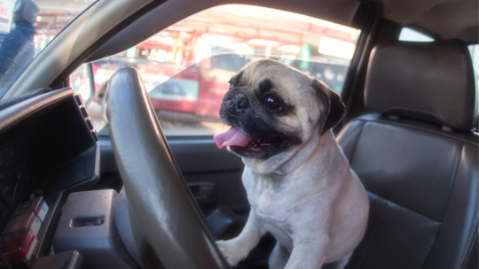 Dogs die in hot cars