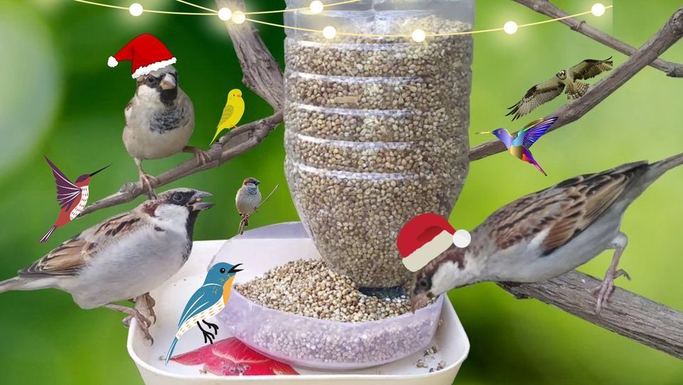 Homemade bird feeder