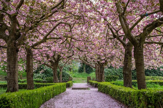 Cherry blossom at Bolling Hall