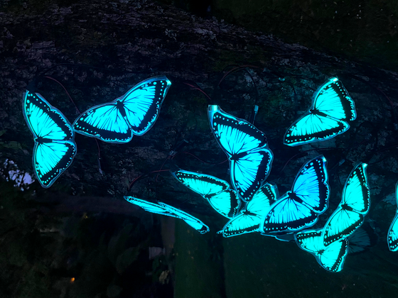 Anne Bennett – Rainforest Butterflies 