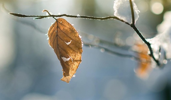 Winter Solstice Preserve