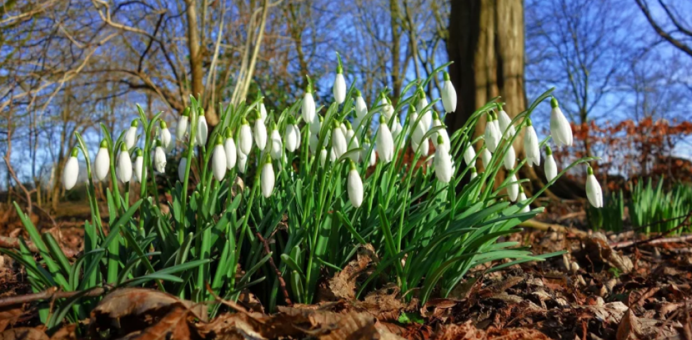 Snowdrops