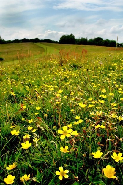 Northcliffe Meadow