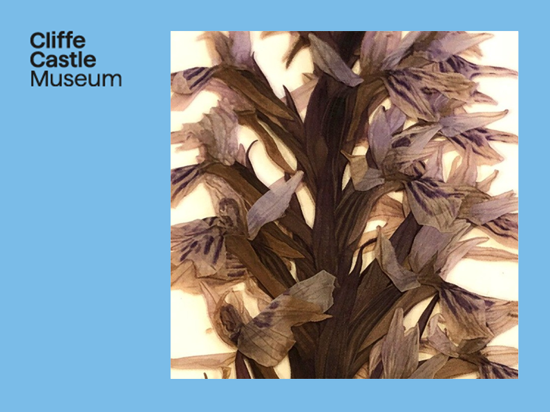 Cliffe Castle Frame - pressed flower image