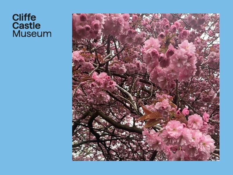 Cherry Blossom Day - Cliffe Castle