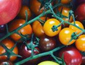 veg