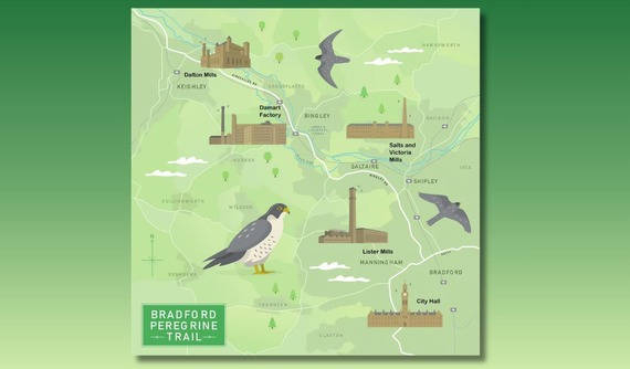 Proud Peregrines