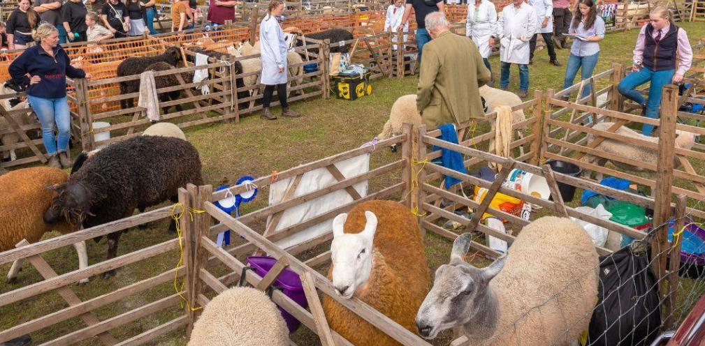 A farm show