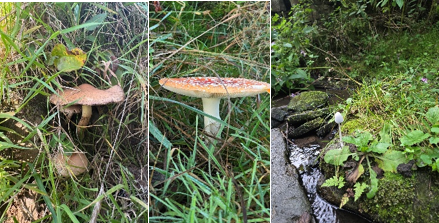 Fungi