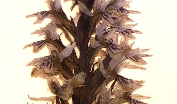 Orchids