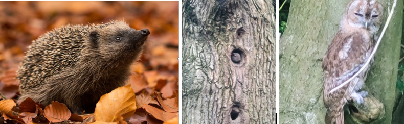 Woodland Creatures