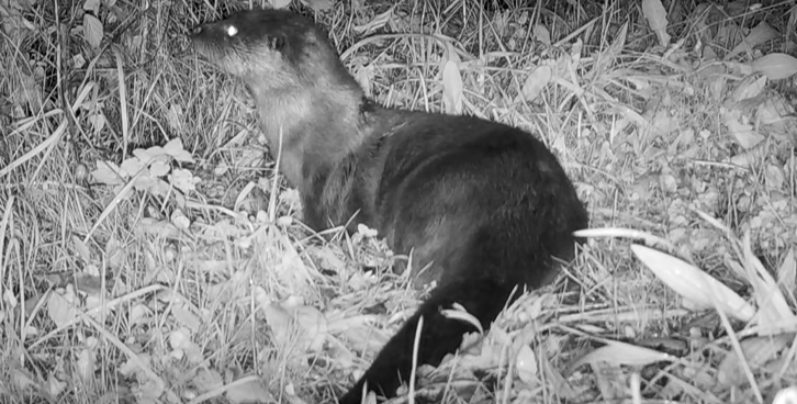 Otters