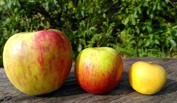 Apple Day