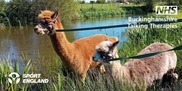 Alpaca