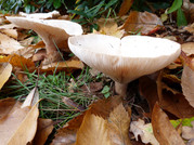 Fungi at Lily Hill Park