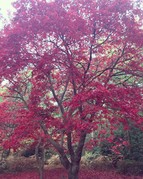 Beautiful red Acer tree