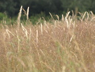 Grassland at Peacock Meadows