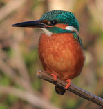 Photo of Kingfisher, by Rob Solomon